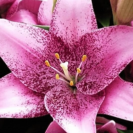 Лилия Sweet Sugar