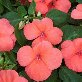 Бальзамин ампельный Тумблер Салмон