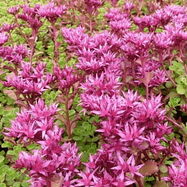 Очиток ложный Schorbuser blut