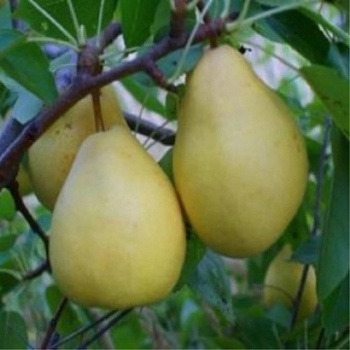Груша плодовая Память Анзина Груша плодовая Память Анзина