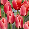 Тюльпан Diantha