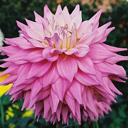 Георгина Декоративная Сэр Альф Рамсей