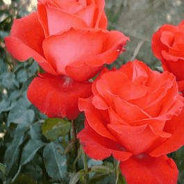 Роза чайно-гибридная Angelique