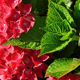 Гортензия крупнолистовая Брюгге