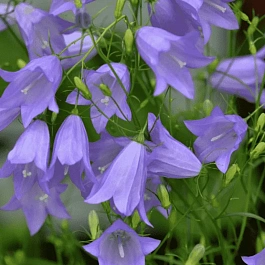 Колокольчик круглолистный
