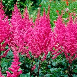 Астильба китайская Maggie Daley