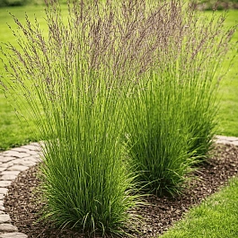 Молиния голубая Heidebraut