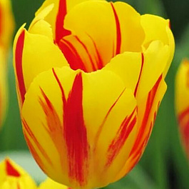 Тюльпан Триумф Вашингтон