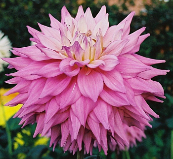 Георгина Декоративная Сэр Альф Рамсей