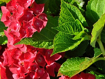 Гортензия крупнолистовая Брюгге