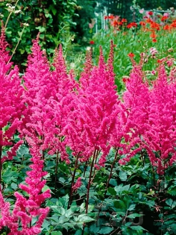 Астильба китайская Maggie Daley