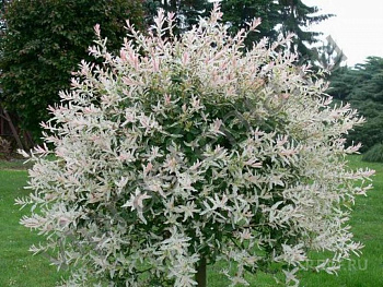 Ива цельнолистная Хакуро-Нишики