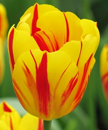 Тюльпан Триумф Вашингтон