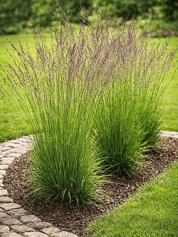 Молиния голубая Heidebraut