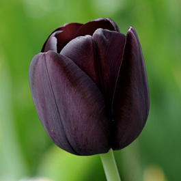 Тюльпан простой поздний Квин ов Найт