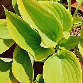 Хоста Dutch Flame