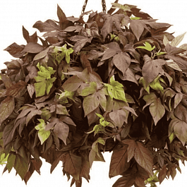 Ипомея Sweet Caroline