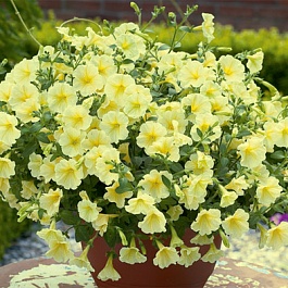 Петуния Surfinia Impulz Yellow