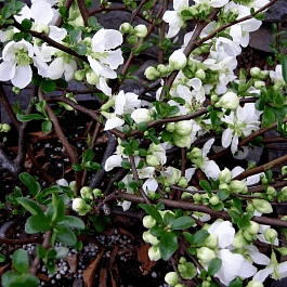 Айва превосходная Jet Trail