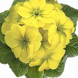 Примула Hethor Citrus