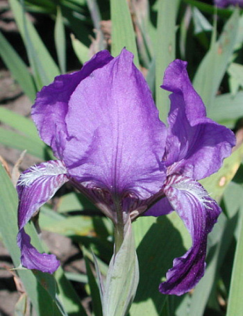 Ирис карликовый Цианея