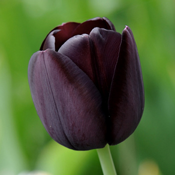 Тюльпан простой поздний Квин ов Найт