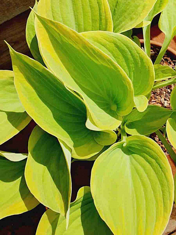 Хоста Dutch Flame