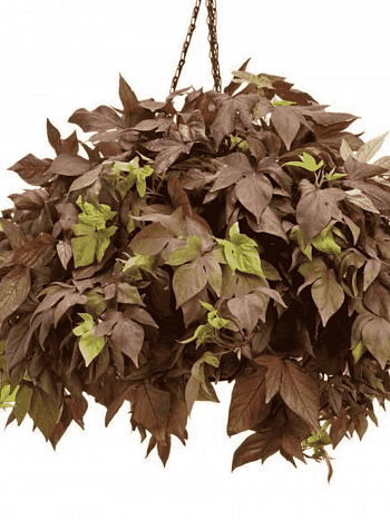 Ипомея Sweet Caroline