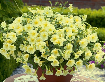 Петуния Surfinia Impulz Yellow