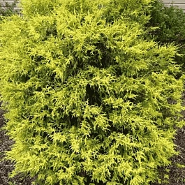 Кипарисовик горохоплодный Gold Spangle