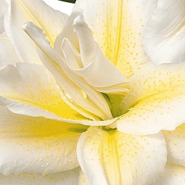 Лилия Roselily Irvana