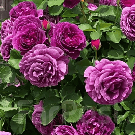 Роза чайно-гибридная Minerva