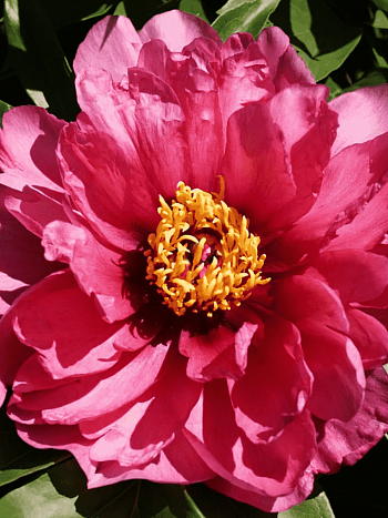 Пион ИТО Yankee Doodle Dandy