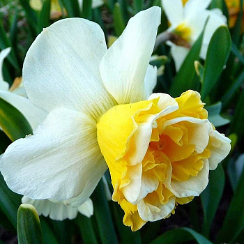 Нарцисс махровый Вейв