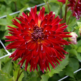 Георгина Декоративная Манхеттен Айленд