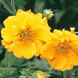 Гравилат чилийский Lady Stratheden