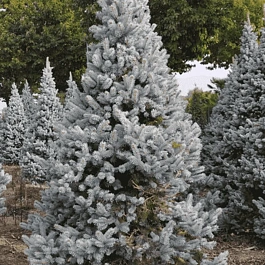 Ель колючая Hoopsii