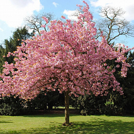 Черемуха виргинская Шуберт