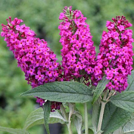 Буддлея Давида Саммэ Бьюти Буддлея Давида Саммэ Бьюти