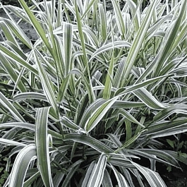 Фалярис тростниковый Feesey's Form