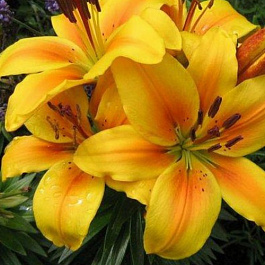 Лилия азиатская горшечная Голден Джой