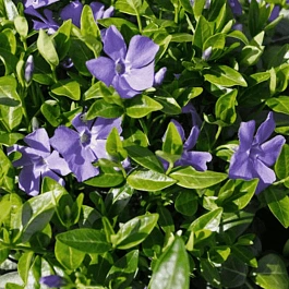 Барвинок малый La Grave