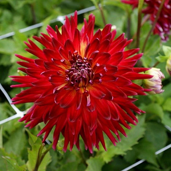 Георгина Декоративная Манхеттен Айленд