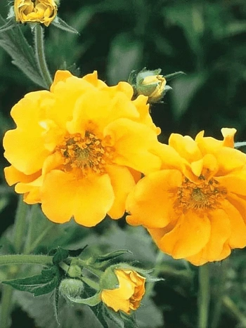 Гравилат чилийский Lady Stratheden