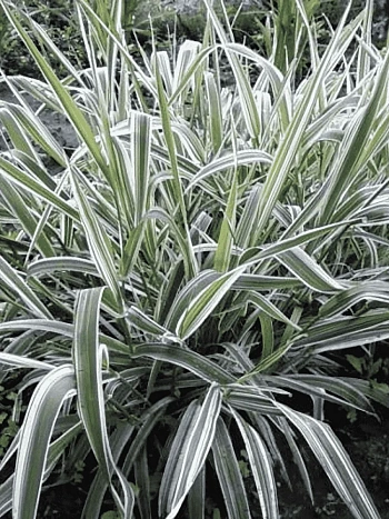 Фалярис тростниковый Feesey's Form