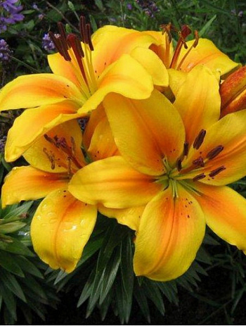 Лилия азиатская горшечная Голден Джой