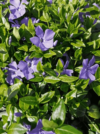 Барвинок малый La Grave