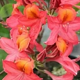 Азалия крупноцветковая Tunis