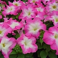 Петуния крупноцветковая Танго Розовая с белой горловиной Петуния крупноцветковая Танго Розовая с белой горловиной