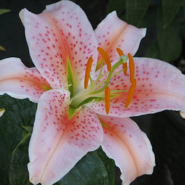 Лилия восточная Салмон Стар